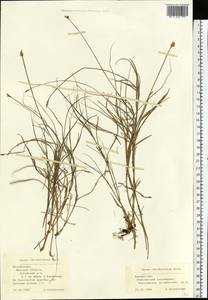 Carex chordorrhiza L.f., Eastern Europe, Belarus (E3a) (Belarus)