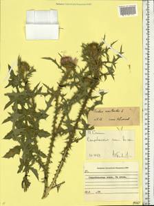 Carduus acanthoides L., Eastern Europe, North Ukrainian region (E11) (Ukraine)