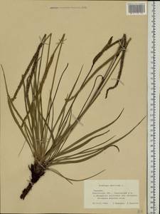 Plantago maritima L., Eastern Europe, South Ukrainian region (E12) (Ukraine)