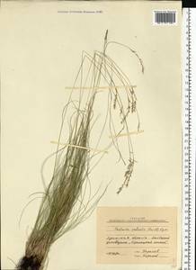 Festuca valesiaca Schleich. ex Gaudin, Eastern Europe, North Ukrainian region (E11) (Ukraine)