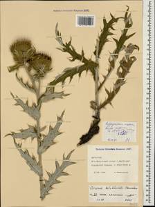Cirsium daghestanicum Char., Caucasus, Dagestan (K2) (Russia)