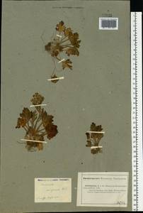 Ranunculus oxyspermus Willd., Middle Asia, Caspian Ustyurt & Northern Aralia (M8) (Kazakhstan)