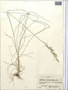 Poa angustifolia L., Middle Asia, Northern & Central Kazakhstan (M10) (Kazakhstan)