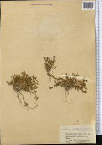 Dichodon cerastoides (L.) Rchb., Middle Asia, Dzungarian Alatau & Tarbagatai (M5) (Kazakhstan)