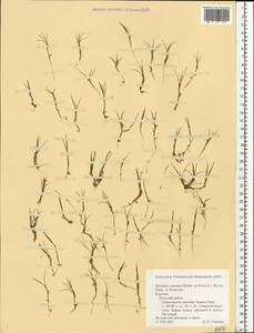 Eleocharis parvula (Roem. & Schult.) Link ex Bluff, Nees & Schauer, Eastern Europe, Northern region (E1) (Russia)