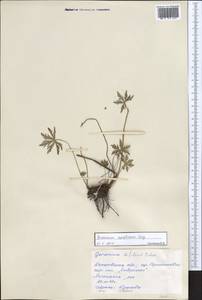 Geranium pseudosibiricum J. Mayer, Siberia, Altai & Sayany Mountains (S2) (Russia)