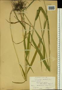 Elymus mutabilis (Drobow) Tzvelev, Siberia, Western (Kazakhstan) Altai Mountains (S2a) (Kazakhstan)