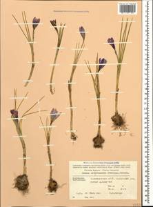 Crocus biflorus subsp. artvinensis (J.Philippow) B.Mathew, Caucasus, Azerbaijan (K6) (Azerbaijan)