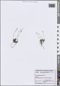 Draba fladnizensis Wulfen, Siberia, Central Siberia (S3) (Russia)