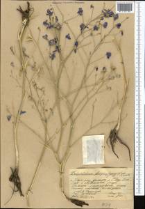 Delphinium longipedunculatum Regel & Schmalh., Middle Asia, Western Tian Shan & Karatau (M3) (Kazakhstan)