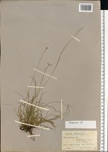 Carex loliacea L., Eastern Europe, Central forest region (E5) (Russia)
