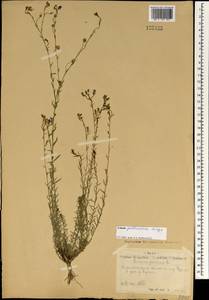 Linum pallescens Bunge, Mongolia (MONG) (Mongolia)