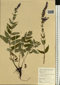 Salvia nemorosa subsp. pseudosylvestris (Stapf) Bornm., Eastern Europe, North Ukrainian region (E11) (Ukraine)