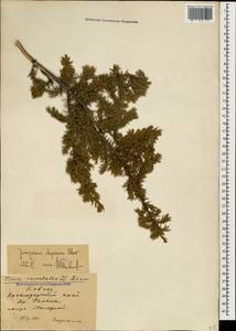 Juniperus communis var. communis, Caucasus, Krasnodar Krai & Adygea (K1a) (Russia)