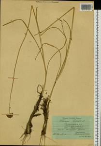 Allium lineare L., Siberia, Baikal & Transbaikal region (S4) (Russia)