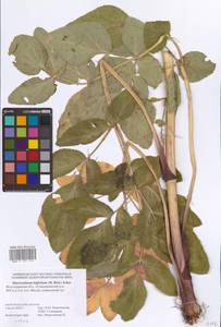 Macroselinum latifolium (M. Bieb.) Schur, Eastern Europe, Lower Volga region (E9) (Russia)