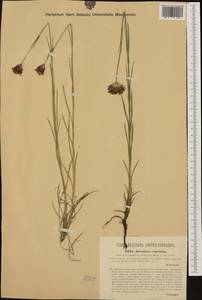 Dianthus capitatus J. St.-Hil., Eastern Europe, West Ukrainian region (E13) (Ukraine)