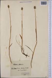 Alopecurus magellanicus Lam., Western Europe (EUR) (Svalbard and Jan Mayen)
