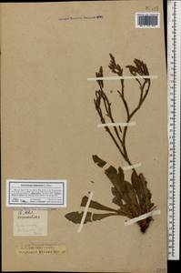 Goniolimon tataricum (L.) Boiss., Caucasus, Krasnodar Krai & Adygea (K1a) (Russia)