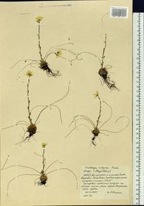 Saxifraga flagellaris subsp. setigera (Pursh) Tolm., Siberia, Yakutia (S5) (Russia)