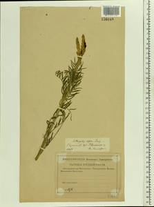 Astragalus asper Jacq., Eastern Europe, Lower Volga region (E9) (Russia)