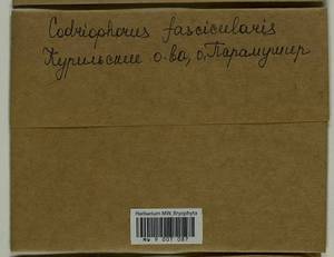 Dilutineuron fasciculare (Schrad. ex Hedw.) Bedn.-Ochyra, Sawicki, Ochyra, Szczecińska & Plášek, Bryophytes, Bryophytes - Russian Far East (excl. Chukotka & Kamchatka) (B20) (Russia)