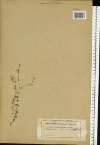 Arenaria serpyllifolia L., Eastern Europe (no precise locality) (E0) (Not classified)