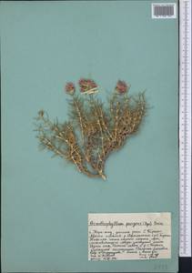 Acanthophyllum pungens (Bunge) Boiss., Middle Asia, Western Tian Shan & Karatau (M3) (Kazakhstan)