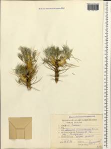 Astragalus arnacanthoides (A. Boriss.) A. Boriss., Caucasus, Black Sea Shore (from Novorossiysk to Adler) (K3) (Russia)