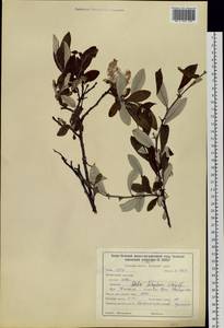 Salix krylovii E. L. Wolf, Siberia, Baikal & Transbaikal region (S4) (Russia)