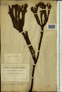 Spatalla thyrsiflora Salisb. ex Knight, Africa (AFR) (South Africa)