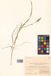 Poaceae, Siberia, Russian Far East (S6) (Russia)