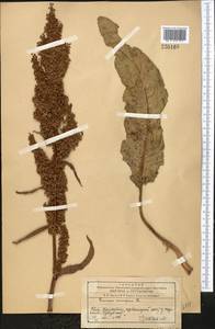 Rumex crispus L., Middle Asia, Western Tian Shan & Karatau (M3) (Kazakhstan)