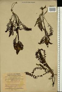 Pedicularis kaufmannii Pinzger, Eastern Europe, South Ukrainian region (E12) (Ukraine)