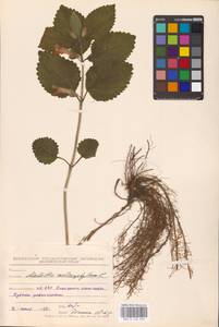 MHA 0 154 096, Melittis melissophyllum L., Eastern Europe, Belarus (E3a) (Belarus)