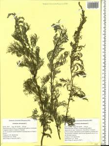 Artemisia abrotanum L., Eastern Europe, Eastern region (E10) (Russia)