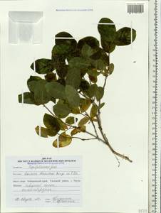 Lonicera chamissoi Bunge, Siberia, Russian Far East (S6) (Russia)