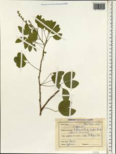 Pithecellobium dulce (Roxb.)Benth., South Asia, South Asia (Asia outside ex-Soviet states and Mongolia) (ASIA) (India)