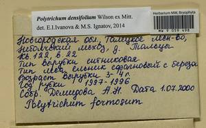 Polytrichum densifolium Wilson ex Mitt., Bryophytes, Bryophytes - Novgorod & Pskov Oblasts (B5) (Russia)