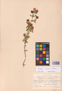 Trifolium aureum Pollich, Eastern Europe, North-Western region (E2) (Russia)