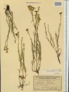 Dianthus campestris M. Bieb., Eastern Europe, Volga-Kama region (E7) (Russia)