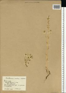 Cochlearia groenlandica L., Eastern Europe, Northern region (E1) (Russia)