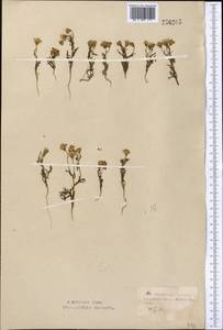 Senecio subdentatus Ledeb., Middle Asia, Northern & Central Kazakhstan (M10) (Kazakhstan)