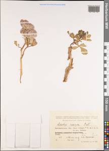 Leontice incerta Pall., Middle Asia, Caspian Ustyurt & Northern Aralia (M8) (Kazakhstan)