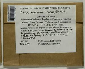 Pohlia nutans (Hedw.) Lindb., Bryophytes, Bryophytes - North Caucasus & Ciscaucasia (B12) (Russia)