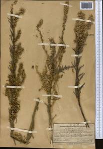 Myricaria bracteata Royle, Middle Asia, Pamir & Pamiro-Alai (M2) (Kyrgyzstan)