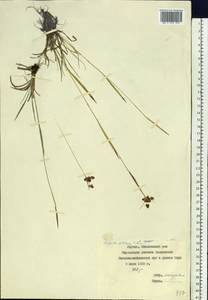 Luzula multiflora subsp. sibirica V. I. Krecz., Siberia, Yakutia (S5) (Russia)