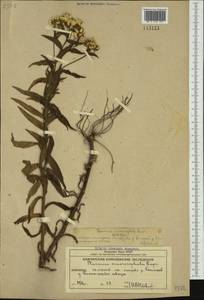 Achillea ptarmica subsp. macrocephala (Rupr.) Heimerl, Siberia, Chukotka & Kamchatka (S7) (Russia)