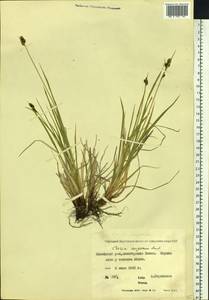 Carex media R.Br., Siberia, Yakutia (S5) (Russia)