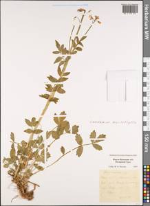 Cardamine macrophylla Willd., Siberia, Western Siberia (S1) (Russia)